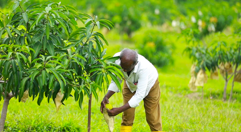 Delmo Plantations 