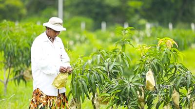 Delmo Plantations | Delmo Chicken & Agro (Pvt) Ltd