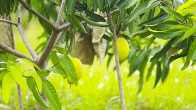 Delmo Plantations | Delmo Chicken & Agro (Pvt) Ltd