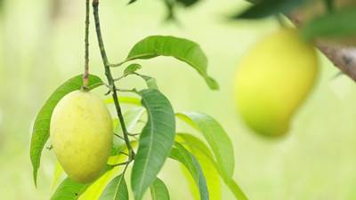 Delmo Plantations | Delmo Chicken & Agro (Pvt) Ltd